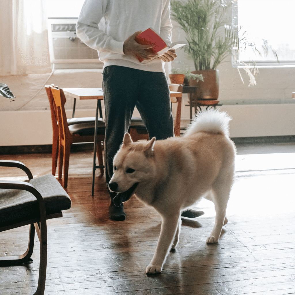 A man stands reading a book in a sunlit living room with his loyal Akita Inu dog